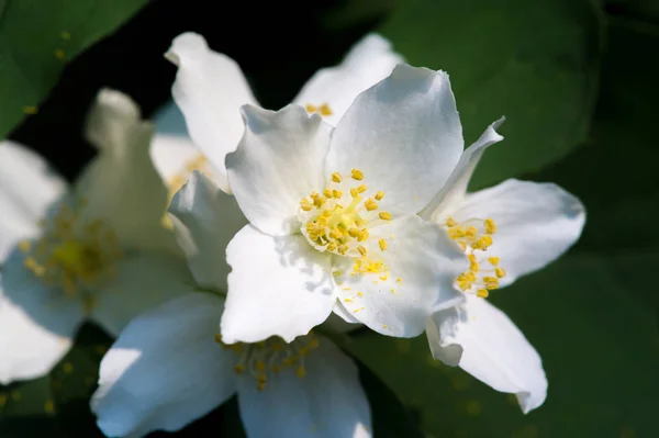 Philadelphus Llaman Mock Orange Referencia Sus Flores Que Especies Silvestres —  Fotos de Stock