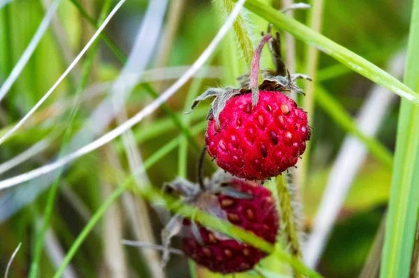 Summer photography of macro photography, strawberry wildlife. sweet soft red fruit with a silvered surface.