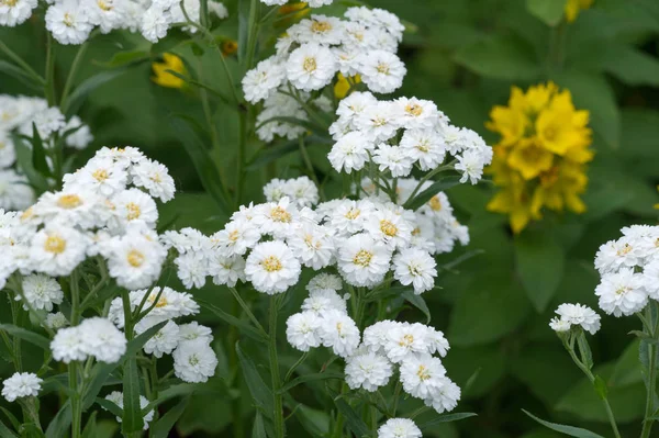 Achillea Ptarmica Sneezewort Sneezeweed Bastard Pellitory European Pellitory Fair Maid — Stock Photo, Image