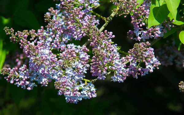 Syringa Lilac Species Flowering Woody Plants Olive Family Native Woodland — Stock Photo, Image