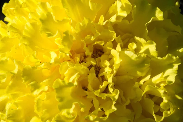 재배되는 품종인 Marigold Tagetes 아프리카식 프랑스식 단어로 다양하게 알려져 있는데 — 스톡 사진
