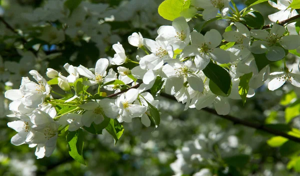 Fleurs Pomme Fleur Pomme Soleil Sur Fond Vert Naturel Les — Photo