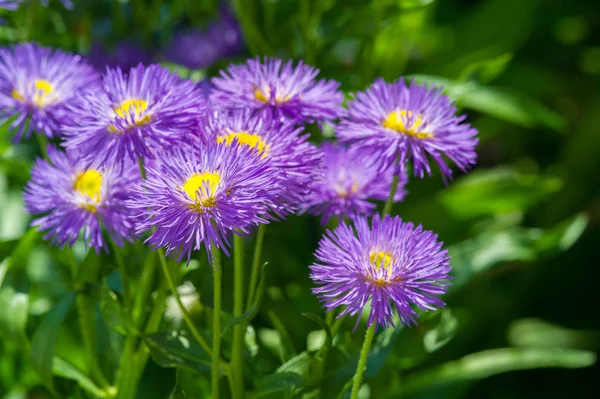 Nom Aster Vient Mot Grec Qui Signifie Étoile Qui Signifie — Photo