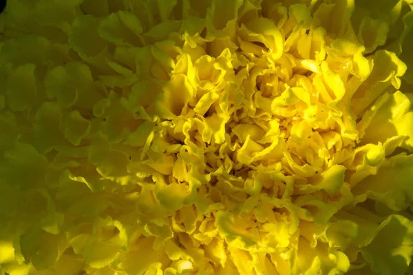 Marigold Συνηθέστερα Καλλιεργούμενες Ποικιλίες Tagetes Είναι Γνωστές African Marigolds French — Φωτογραφία Αρχείου