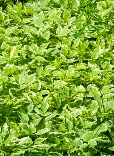 Textura Fundo Padrão Grama Gramado Cor Verde Saturada Erva Índia — Fotografia de Stock