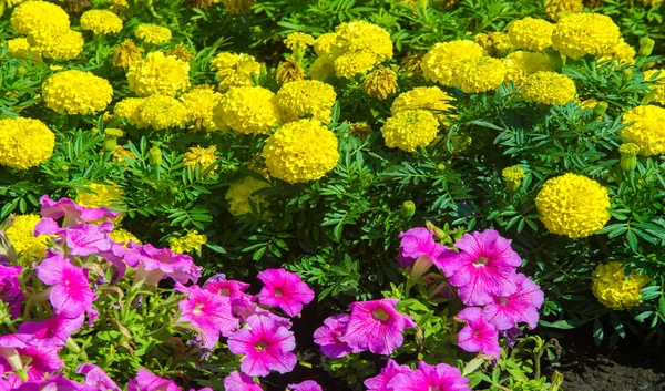 Paisajismo Floral Trae Motín Color Las Calles Ciudad Camas Ciudad —  Fotos de Stock