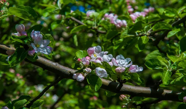 Apple Flowers, Apple blossom. in the sunshine over natural green background.  tree white blossoms in Spring.