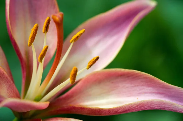 Lírios Lilium Lily Flores São Grandes Muitas Vezes Perfumadas São — Fotografia de Stock