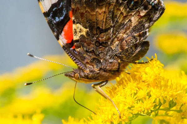 Flor Solidago Comúnmente Llamado Cañas Oro Viene América Del Norte — Foto de Stock