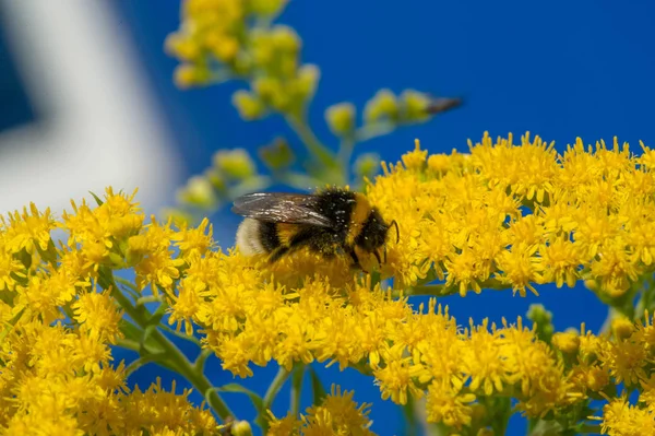 Virág Solidago Közismert Nevén Aranyrudak Származik Észak Amerikában Beleértve Mexikóban — Stock Fotó