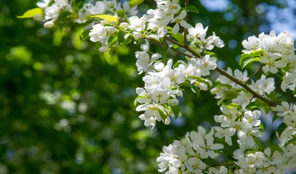 Apple Flowers, Apple blossom. in the sunshine over natural green background.  tree white blossoms in Spring.