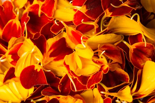 Why are 2024 petals important