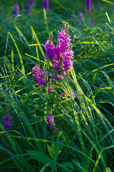 Orchis Género Orquídeas Perteneciente Familia Las Orquídeas Que Encuentra Principalmente — Foto de Stock