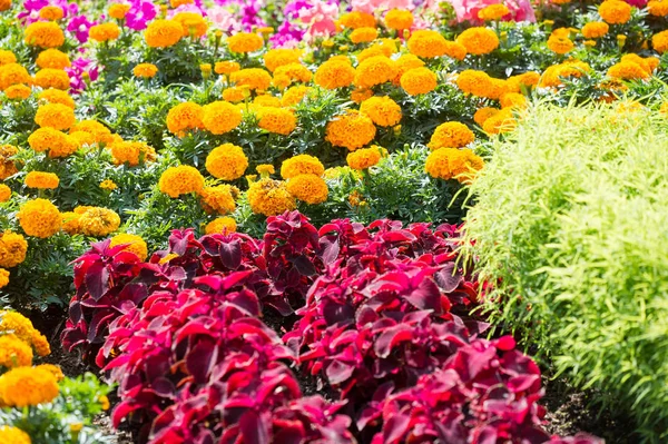 Stadsfotografie Bloemenbedden Stad Zonnige Dag Goede Stemming — Stockfoto