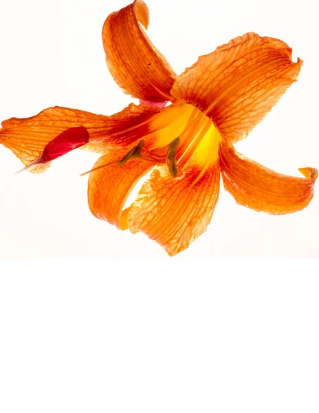 百合花百合 百合花大 通常芬芳 有各种各样的颜色 包括白色 粉红色 红色和紫色 标记包括斑点和笔划 — 图库照片