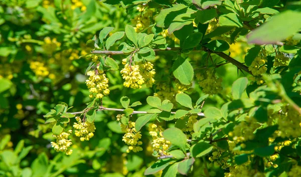 Berberis Vulgaris Berberiler Berberis Vulgaris Familyasından Bir Böğürtlen Türü Yenilebilir — Stok fotoğraf