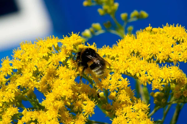 Kwiat Solidago Powszechnie Nazywany Złotymi Prętami Pochodzi Ameryki Północnej Tym — Zdjęcie stockowe