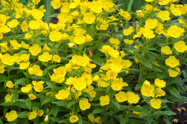 Oenothera may have originated in Mexico and Central America. Some Oenothera plants have edible parts. The roots of O. biennis are reported to be edible in young plants.