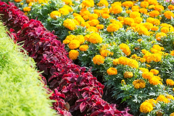 Stadsfotografie Bloemenbedden Stad Zonnige Dag Goede Stemming — Stockfoto