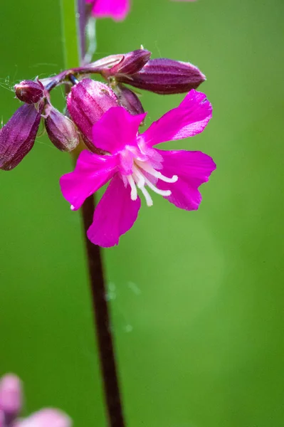 Silene Viscaria Κολλώδης Μύγα Αγριοκάτσικο Είναι Ανθοφόρο Φυτό Της Οικογένειας — Φωτογραφία Αρχείου