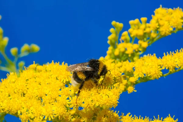 Kwiat Solidago Powszechnie Nazywany Złotymi Prętami Pochodzi Ameryki Północnej Tym — Zdjęcie stockowe