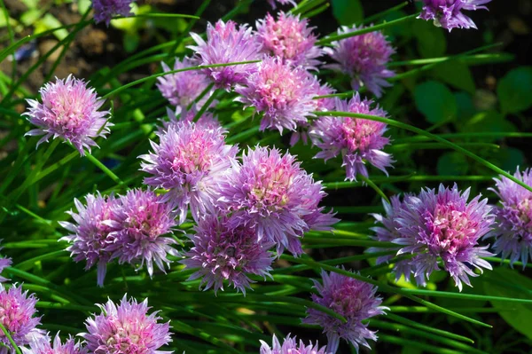 Schnittlauch Wissenschaftlicher Name Allium Schoenoprasum Eine Mehrjährige Pflanze Ist Der — Stockfoto