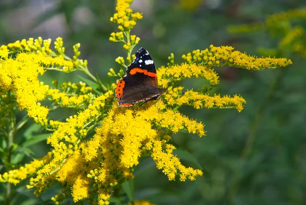 Bloem Van Solidago Algemeen Genaamd Goudstaven Komt Uit Noord Amerika — Stockfoto