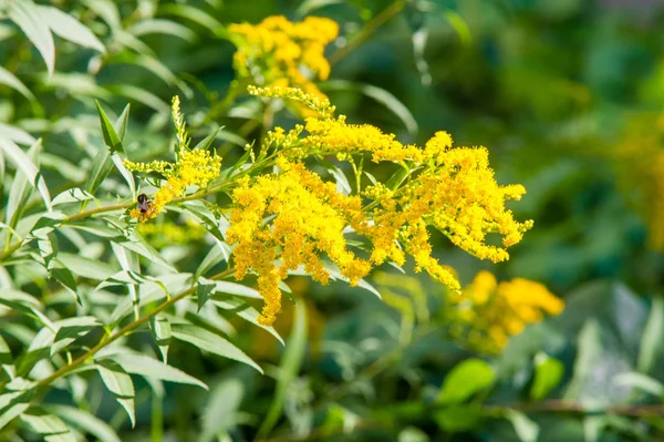 Fleurs Mimosa Jaune Gros Plan — Photo