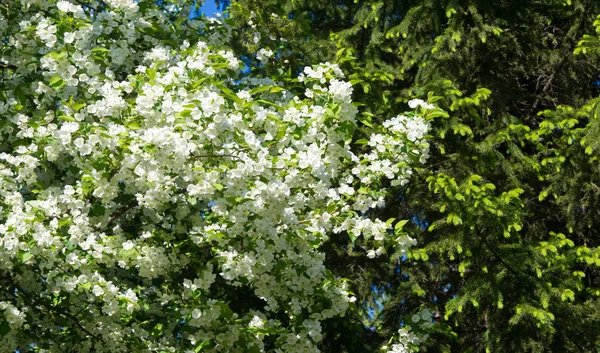 Äppelblommor Äppelblom Solsken Över Naturlig Grön Bakgrund Träd Vita Blommor — Stockfoto