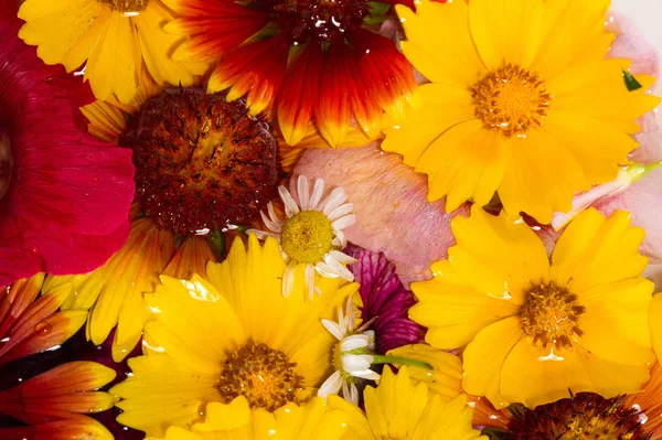 Different flowers. Still life. a painting or drawing of an arrangement of objects, typically including fruit and flowers and objects, contrasting with these in texture, such as bowls and glassware.