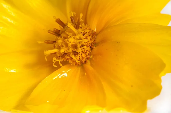 花床上的花 黄色的宇宙是一个属 与宇宙同名 由向日葵科的开花植物组成 — 图库照片