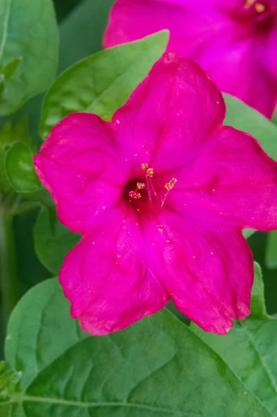 Λέξη Primula Είναι Λατινικό Θηλυκό Υποκοριστικό Του Primus Που Σημαίνει — Φωτογραφία Αρχείου