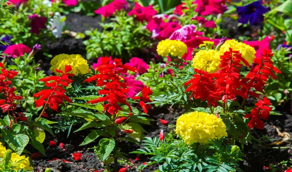 Floral Landscaping Brings Riot Color City Streets City Beds Flowers — Stock Photo, Image