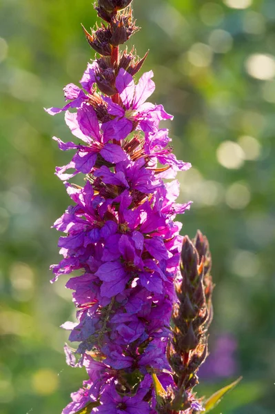 Orchis Genus Orchid Family Occurring Mainly Europe Northwest Africa Ranging — Stock Photo, Image