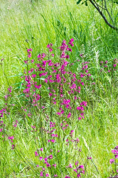 Silene Viscaria Sticky Catchfly Clammy Campion Flowering Plant Family Caryophyllaceae — Stockfoto