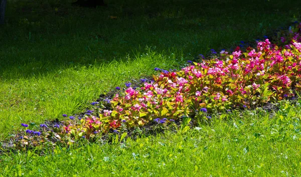 Begonia Género Plantas Con Flores Perteneciente Familia Begonian Las Begonias — Foto de Stock