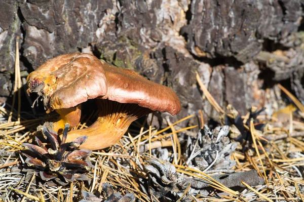 Photographie Automne Champignons Champignons Latins Mycota Est Royaume Faune Unissant — Photo