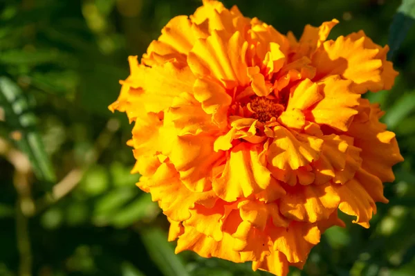 Ringelblume Die Häufigsten Kultivierten Sorten Tagetes Werden Unterschiedlich Als Afrikanische — Stockfoto