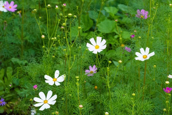 Cosmos Nativa México Onde Ocorre Maioria Das Espécies Bem Como — Fotografia de Stock