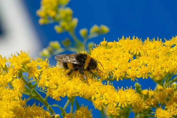 Flor Solidago Comúnmente Llamada Barras Oro Proviene América Del Norte —  Fotos de Stock