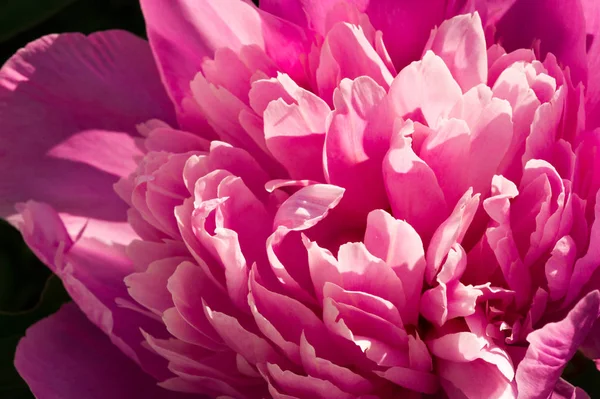 Pivoine Est Une Plante Fleurs Genre Paeonia Seule Famille Des — Photo