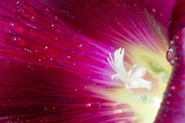 Malva Ist Eine Gattung Aus Der Familie Der Malvaceae Aus — Stockfoto