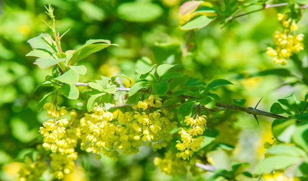 Berberis Vulgaris Berberiler Berberis Vulgaris Familyasından Bir Böğürtlen Türü Yenilebilir — Stok fotoğraf