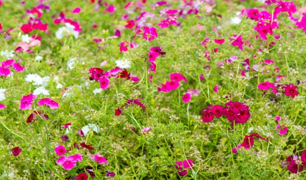 Chama Phlox Eles São Encontrados Principalmente América Norte Sibéria Habitat — Fotografia de Stock