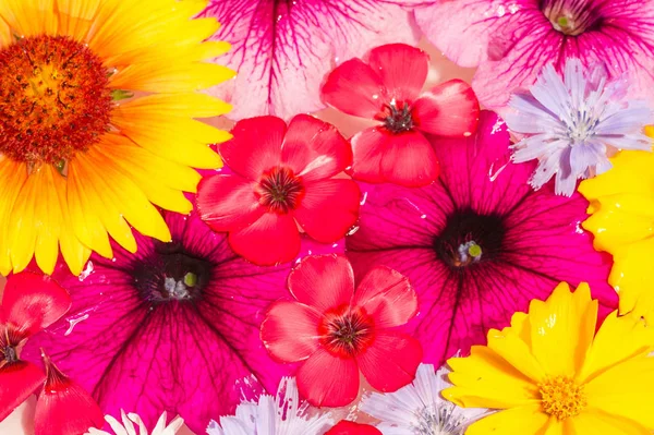 Feld Und Wiesenblumen Abgerissen Wasser Fotografiert Leuchtende Farben Abtrünniger Blütenblätter — Stockfoto