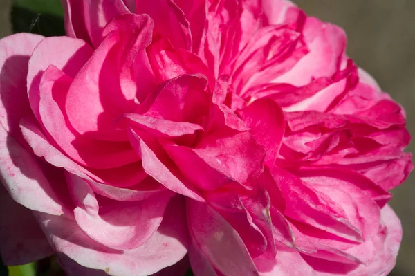 Flores Rosas Uma Planta Com Belas Grandes Flores Perfumadas Talo — Fotografia de Stock