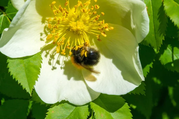 Les Hanches Roses Contiennent Bêta Carotène Caroténoïde Lutéine Zéaxanthine Lycopène — Photo