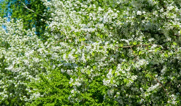 Fleurs Pomme Fleur Pomme Soleil Sur Fond Vert Naturel Les — Photo