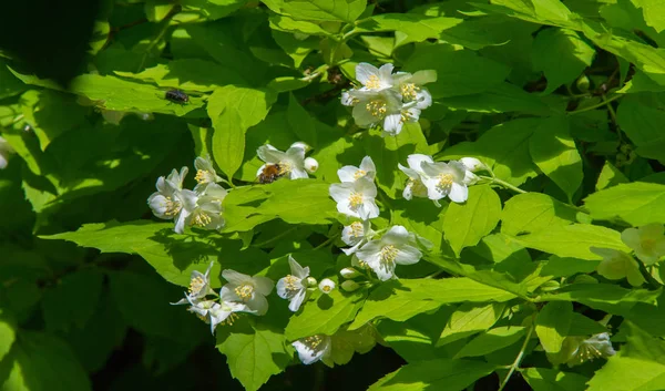 Jasmine Old World Shrub Climbing Plant Bears Fragrant Flowers Used — Stock Photo, Image