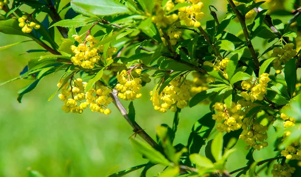 Berberis Vulgaris Berberiler Berberis Vulgaris Familyasından Bir Böğürtlen Türü Yenilebilir — Stok fotoğraf